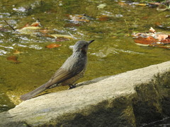 Hypsipetes amaurotis