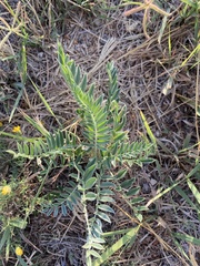 Astragalus mollissimus
