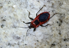 Haematoloecha nigrorufa