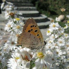 Lycaena