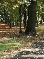 Sciurus carolinensis