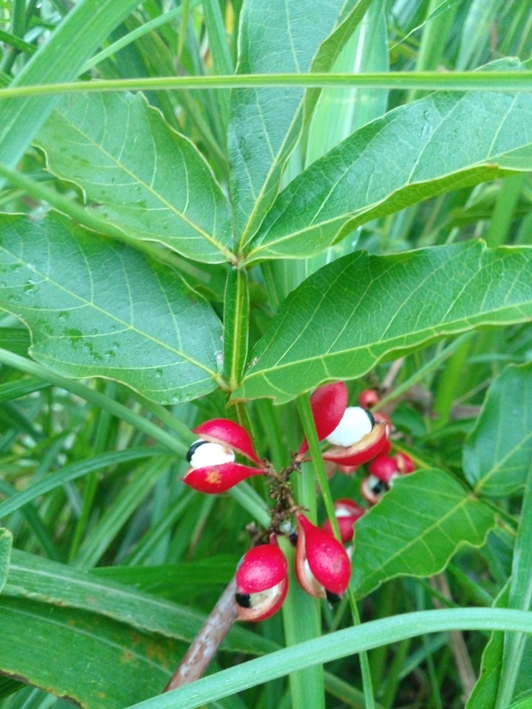 Guaraná