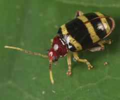 Phenrica pallidicornis