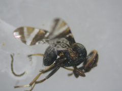 Poecilotraphera