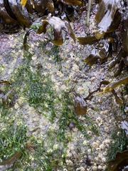 Semibalanus balanoides