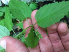 Scutellaria lateriflora