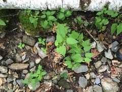 Scutellaria lateriflora