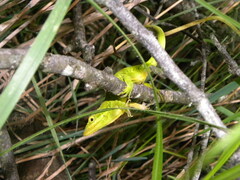 Anolis heterodermus