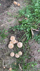 Marasmius oreades