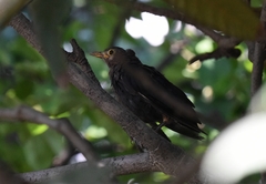 Turdus mandarinus