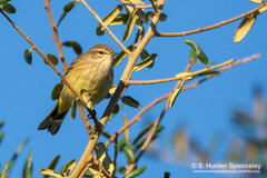 Setophaga palmarum