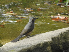 Hypsipetes amaurotis