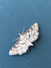 Hileithia magualis
