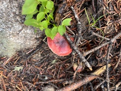 Russula cremoricolor