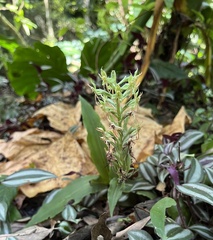 Habenaria stenopetala