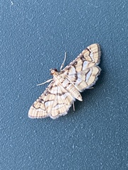 Hileithia magualis