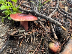 Russula cremoricolor