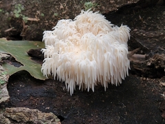 Hericium americanum