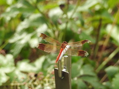Sympetrum pedemontanum elatum
