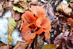 Guepinia helvelloides