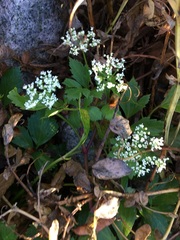 Ligusticum scothicum
