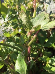 Ligusticum scothicum