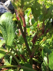 Ligusticum scothicum