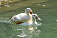 Anas platyrhynchos × Cairina moschata