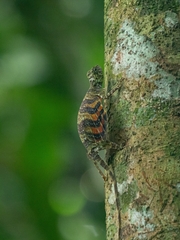 Draco quinquefasciatus