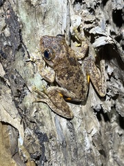 Litoria rothii