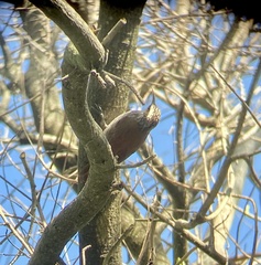 Lepidocolaptes angustirostris