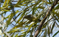 Phylloscopus inornatus