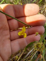 Romulea flava