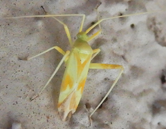 Phytocoris laevis