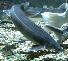 Acipenseridae