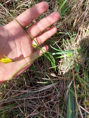 Romulea flava