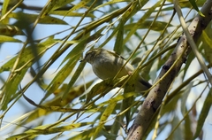 Phylloscopus inornatus