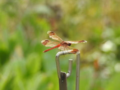 Sympetrum pedemontanum elatum