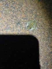 Litoria nasuta