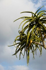 Aloidendron barberae