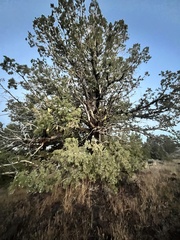 Juniperus occidentalis