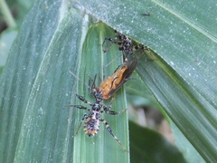 Sphedanolestes impressicollis