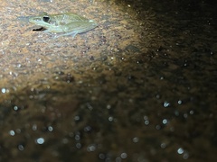 Litoria nasuta