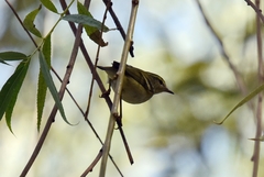 Phylloscopus inornatus