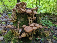 Armillaria