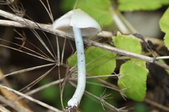Stropharia caerulea
