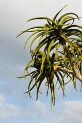 Aloidendron barberae