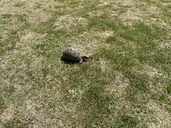 Stigmochelys pardalis