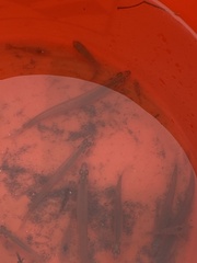 Atheriniformes