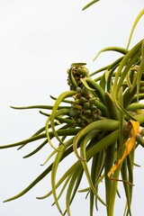 Aloidendron barberae